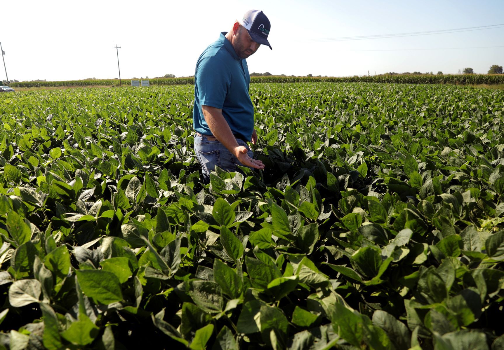Crop spraying to save fungal spread